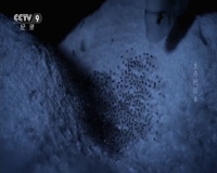 cctv-9 纪录