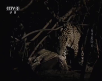 cctv-9 纪录