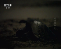 cctv-9 纪录