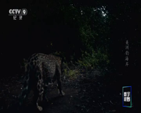 cctv-9 纪录