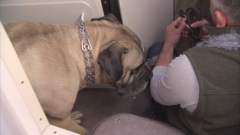 el encantador de perros