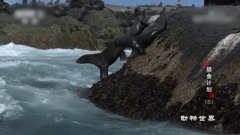 动物世界-领略原始野性