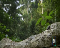 cctv-9 纪录