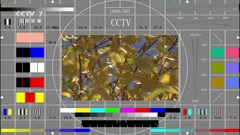 cctv7