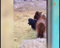 домашние животные