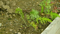 gardening with monty don