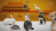 pet club tv