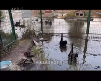 中央新影-发现之旅