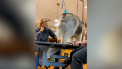 the pet collective international