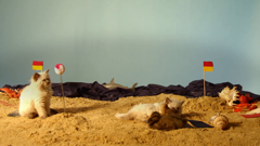 the pet collective international