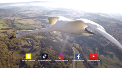 the pet collective international