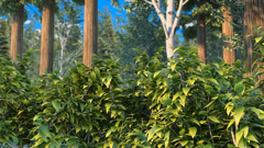 熊出没之探险日记-森林探险记