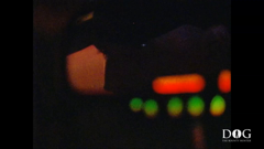 dog the bounty hunter