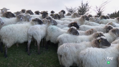 tve internacional america