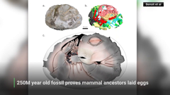 local now san francisco