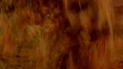 老广的味道-美食之旅