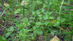 загородный international