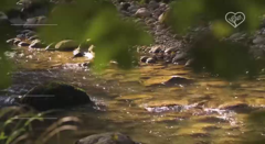 живая природа