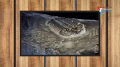 мтв волгоград