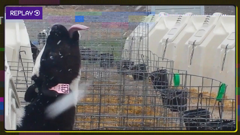 the pet collective international