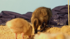 the pet collective international