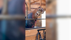 the pet collective international