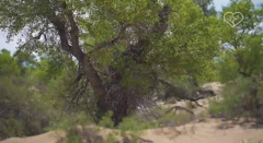 живая природа