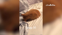 the pet collective international