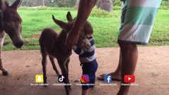 the pet collective international