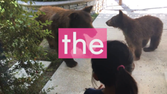 the pet collective international