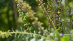 gardening with monty don