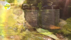 canal 9 bío bío televisión