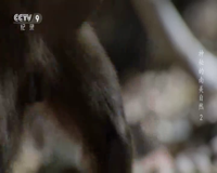 cctv-9 纪录