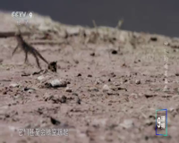cctv-9 纪录