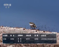 cctv-9 纪录