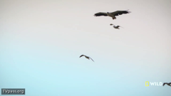 national geographic wild east