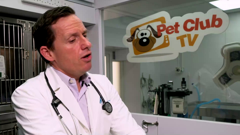 pet club tv