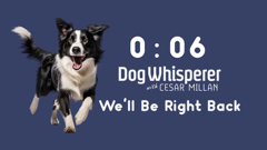 dog whisperer with cesar millan