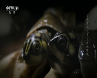 cctv-9 纪录