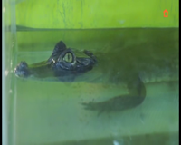 домашние животные