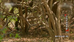 动物世界-领略原始野性