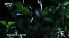 cctv-9