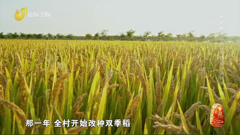 山东卫视